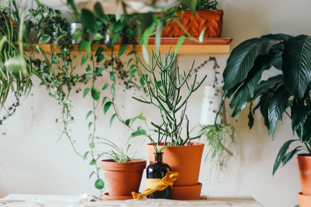 Pots en terre cuite avec plantes vertes en intérieur lumineux